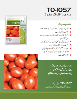 T0-1057 ٹماٹر - Image 2