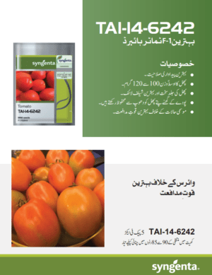 TAI-14-6242 ٹماٹر - Image 2