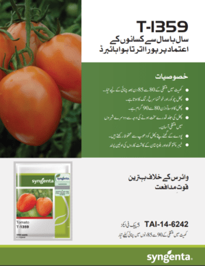 T-1359 ٹماٹر - Image 2