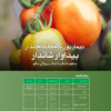 TAI-1156 ٹماٹر - Image 3