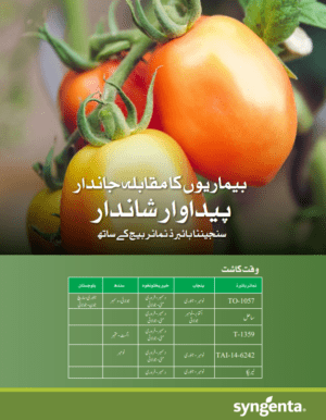 T-1359 ٹماٹر - Image 3