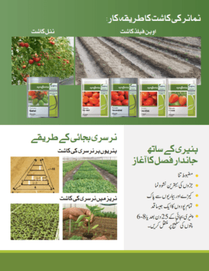 T-1359 ٹماٹر - Image 4