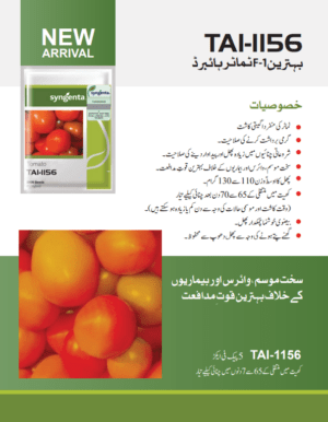 TAI-1156 ٹماٹر - Image 4