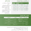 TAI-1156 ٹماٹر - Image 5
