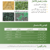LECANU پھول گوبھی - Image 3