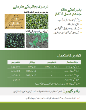 Bonny پھول گوبھی - Image 4