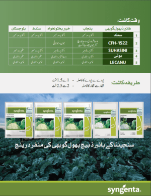 Bonny پھول گوبھی - Image 3