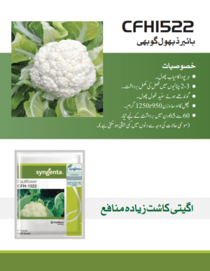 CFH1522 پھول گوبھی - Image 2