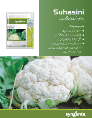 Suhasini پھول گوبھی - Image 2