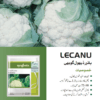 LECANU پھول گوبھی - Image 2