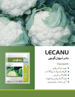 LECANU پھول گوبھی - Image 2