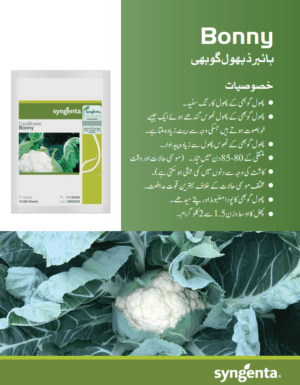 Bonny پھول گوبھی - Image 2