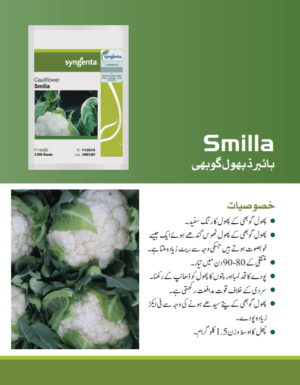 Smilla پھول گوبھی - Image 2