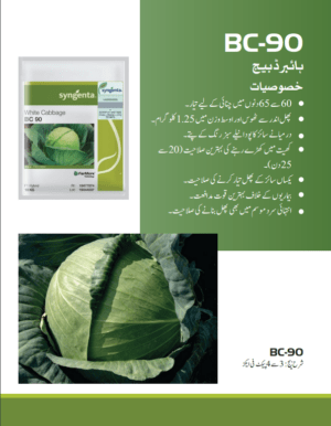 BC-90 بند گوبھی - Image 2