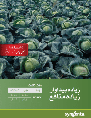 BC-90 بند گوبھی - Image 3