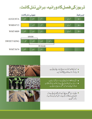 Augusta تربوز - Image 5