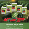 SWEET KING تربوز - Image 4