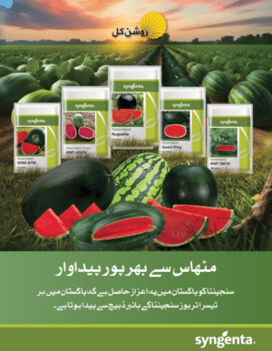 Augusta تربوز - Image 4