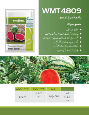 WMT 4809 تربوز - Image 2