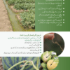 SWEET KING تربوز - Image 5
