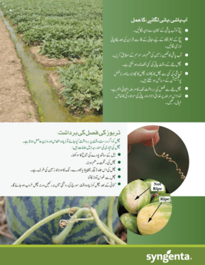 Augusta تربوز - Image 3