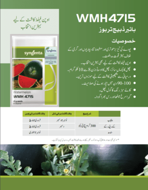 WMH 4809 تربوز - Image 2