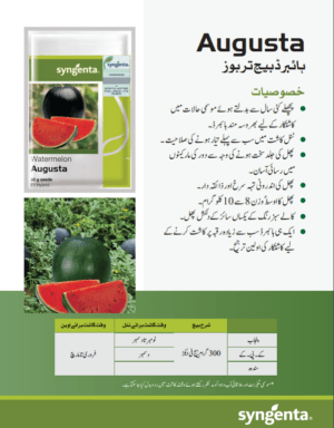 Augusta تربوز - Image 2
