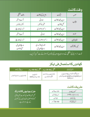 PM080 شملہ مرچ - Image 4