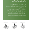 Orobelle شملہ مرچ - Image 4