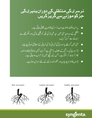 PM080 شملہ مرچ - Image 3