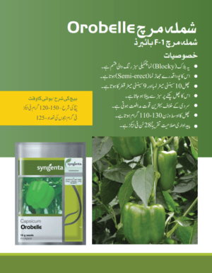Orobelle شملہ مرچ - Image 2