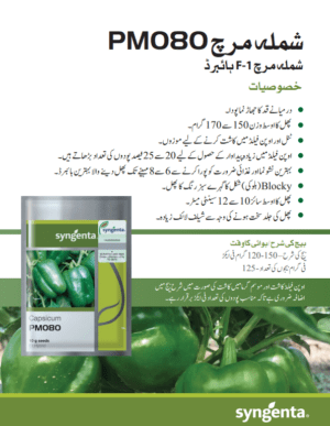 PM080 شملہ مرچ - Image 2