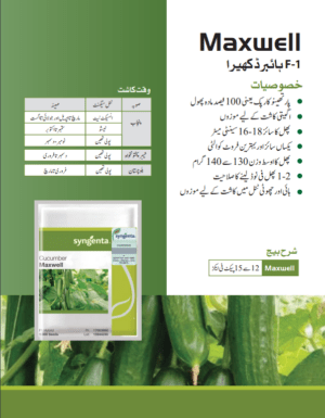 Maxwell کھیرا - Image 2
