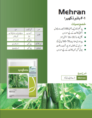 Mehran کھیرا - Image 2