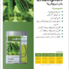 Champion كريلا - Image 2