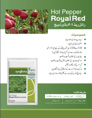 Hot Pepper رائل ریڈ - Image 2