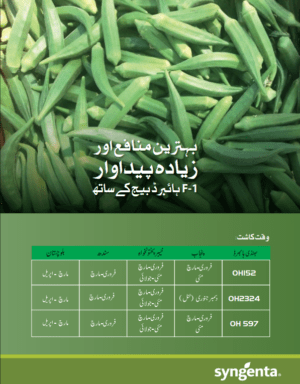 Okra OH-2324 بھنڈی - Image 2