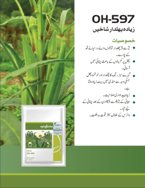 Okra OH-597 - Image 2