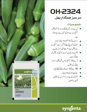 Okra OH-2324 بھنڈی - Image 3