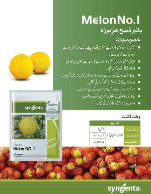 Melon خربوزہ - Image 2