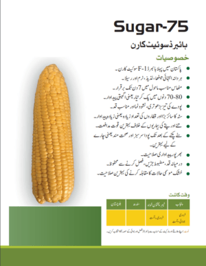 Sugar-75 کارن - Image 2