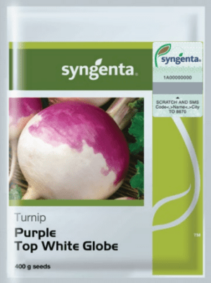 Purple Top White Globe شلجم
