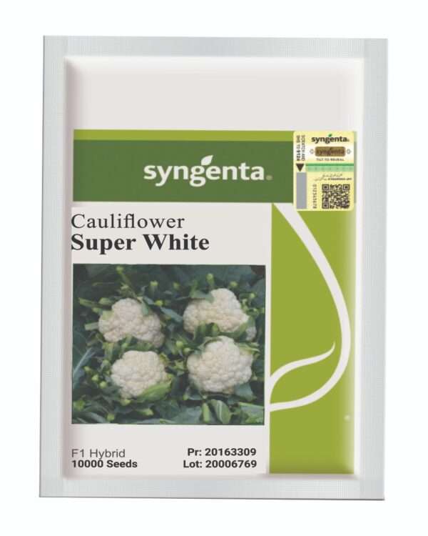 Super White پھول گوبھی